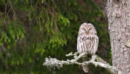 Ural owl on a branch in a forest in Estonia