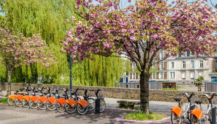 Cherry blossoms and bikes in the park, Nantes, France