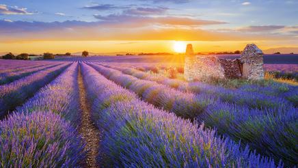 Sunset over a beautiful purple lavender field in Valensole