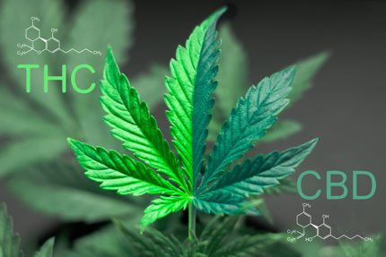 THC is a psychoactive compound while CBD is completely nonpsychoactive