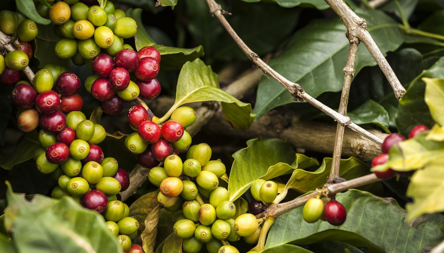 Colombia’s coffee paradise - Colombian coffee berries