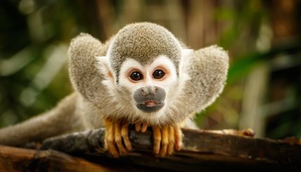 Squirrel monkey in the Amazon rainforest