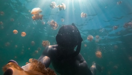 Swim with stingless jellyfish in Kakaban, Indonesia