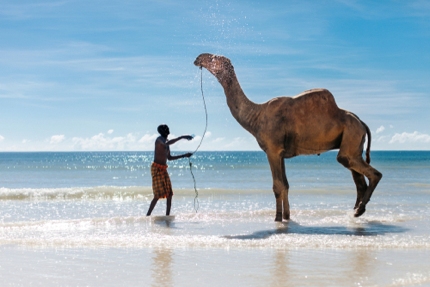 A man washing his camel on Diani Beach, Kenya