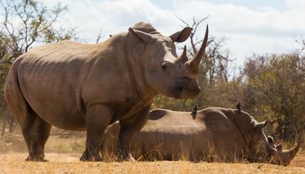 Wild rhinos in Mkhaya