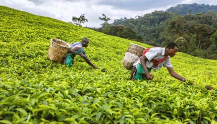 Tea plantations in Rwanda