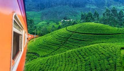 Tea plantations, Sri Lanka