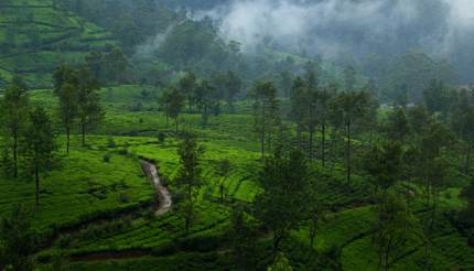 Tea plantations in Nuwara Eliya