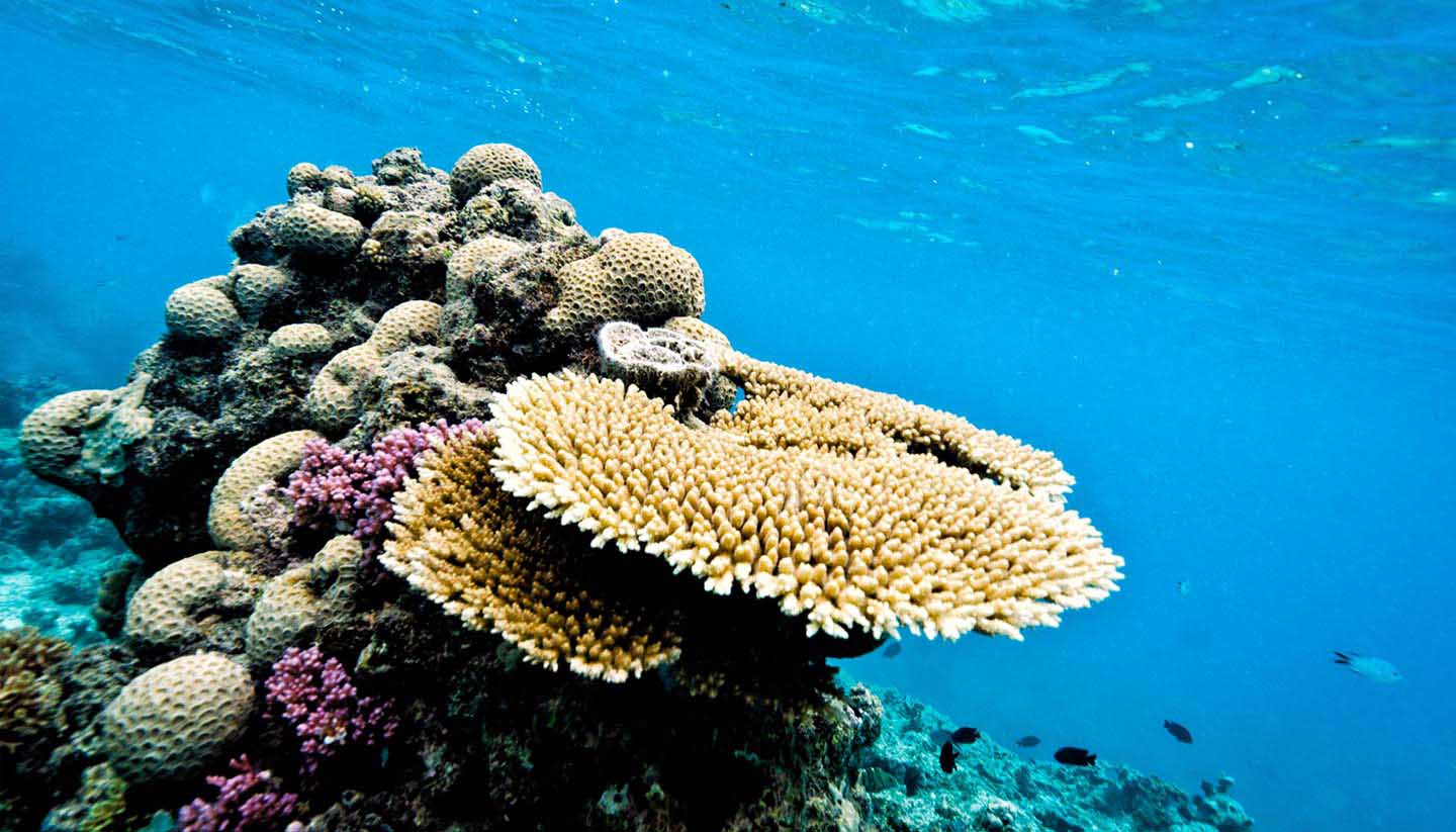 Cairns - Coral reef in Cairns