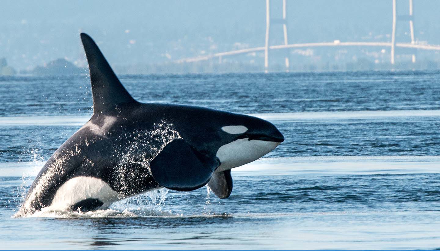 British Columbia - Male Orca, British Columbia