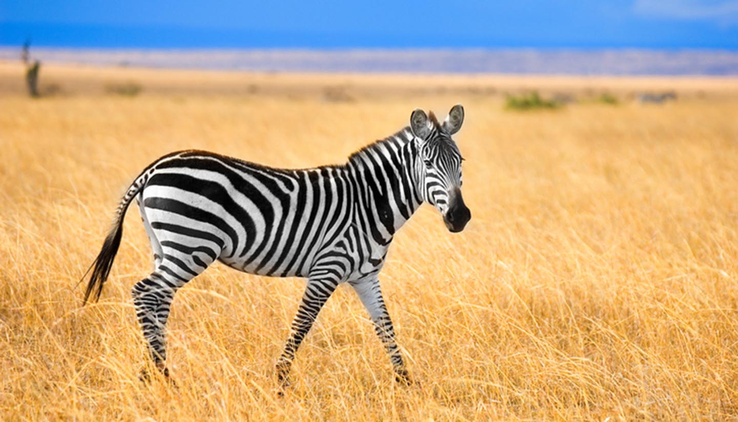 Kenya - Zebra at Masai Mara, Kenya